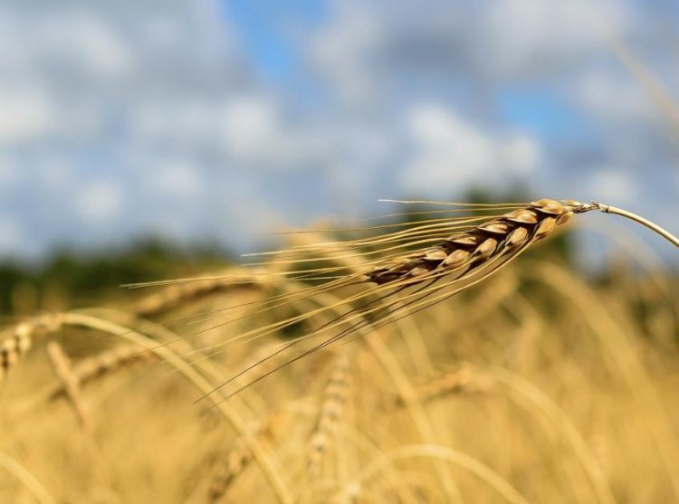 Россия предлагает продлить зерновую сделку на 60 дней