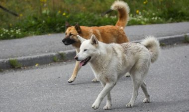 Трех человек госпитализировали после нападения стаи собак на Кубани