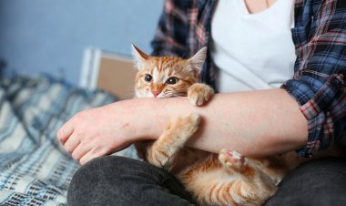 Кошка объявила на вас охоту? Вот с чем это может быть связано